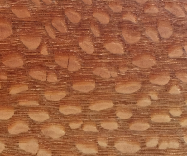 Leopardwood "Brazilian Lacewood" - Roupala brasiliensis